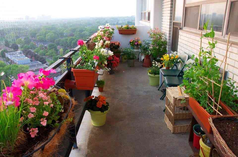 Use Flowers for Scent in Balcony