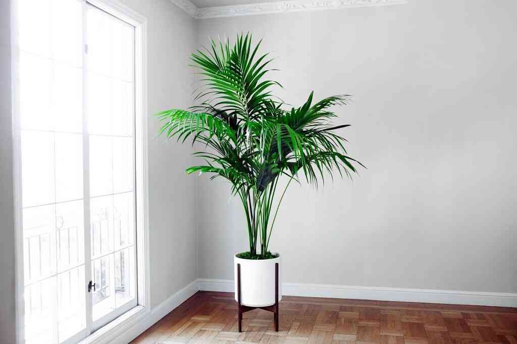 Kentia Palm Plants
